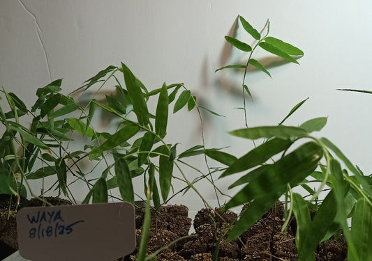 Dendrocalamus membranaceus bamboo seedlings for sale