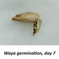 Giant Bamboo Seeds - Waya Bamboo Seeds - Dendrocalamus membranaceus Bamboo Seeds