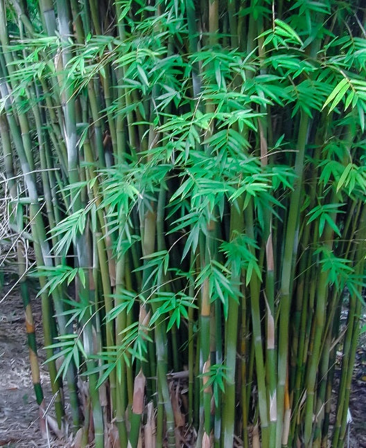 thumbnail image 2 of CZ Grain Giant Bamboo Seeds – 200 Seeds – Quick Growth, Winter Hardy – Perennial Elephant Ear / Hosta 2 of 4