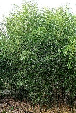 Phyllostachys Bissetii