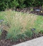 Ornamental Grass Seeds - Blue Hair Grass Seeds - The Bamboo Seed