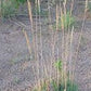 Ornamental Grass Seeds - Blue Hair Grass Seeds - The Bamboo Seed