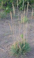 Ornamental Grass Seeds - Blue Hair Grass Seeds - The Bamboo Seed