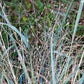 Ornamental Grass Seeds - Blue Lovegrass - The Bamboo Seed