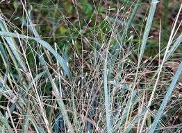 Ornamental Grass Seeds - Blue Lovegrass - The Bamboo Seed