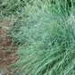 Ornamental Grass Seeds - Blue Lovegrass - The Bamboo Seed