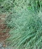 Ornamental Grass Seeds - Blue Lovegrass - The Bamboo Seed