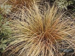 Ornamental Grass Seeds - New Zealand Hair Sedge Bronze - The Bamboo Seed