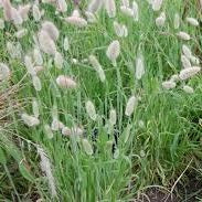 Ornamental Grass Seeds - Bunny Tails Grass Seeds - The Bamboo Seed