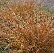 Ornamental Grass Seeds - New Zealand Sedge seeds - The Bamboo Seed