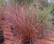 Ornamental Grass Seeds - New Zealand Sedge seeds - The Bamboo Seed