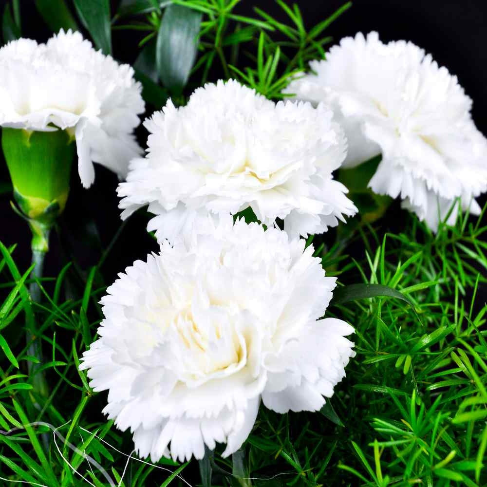 Carnation Seeds - Dianthus Caryophyllus 'Grenadin White' - The Bamboo Seed