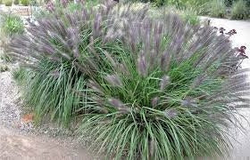 Ornamental Grass Seeds - Black Fountain Grass - The Bamboo Seed