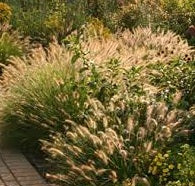 Ornamental Grass Seeds - Black Fountain Grass - The Bamboo Seed