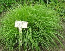 Ornamental Grass Seeds - Chinese Fountain Grass - The Bamboo Seed