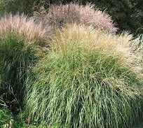 Ornamental Grass Seeds - Chinese Silver Grass - The Bamboo Seed