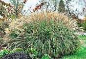 Ornamental Grass Seeds - Chinese Silver Grass - The Bamboo Seed