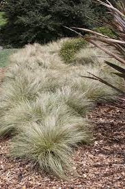 Ornamental Grass Seeds - New Zealand Hair Sedge Frosted Curls - The Bamboo Seed