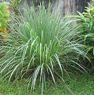 Ornamental Grass Seeds - Lemon Grass - The Bamboo Seed