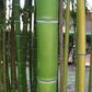 Giant Timber Bamboo seeds