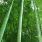 Phyllostachys bambusoides madake bamboo seeds