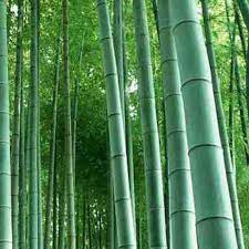 Taiwan Giant Bamboo - - Dendrocalamus latiflorus 'Munro' bamboo seeds B-759 - The Bamboo Seed