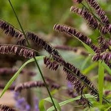 Ornamental Grass Seeds - Melic Red Spire - The Bamboo Seed