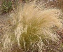 Ornamental Grass Seeds - Mexican Feather Grass - The Bamboo Seed