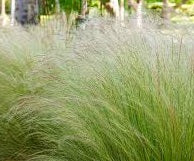 Ornamental Grass Seeds - Mexican Feather Grass - The Bamboo Seed