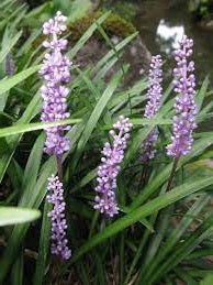 Ornamental Grass Seeds - Monkey Grass Liriope - The Bamboo Seed