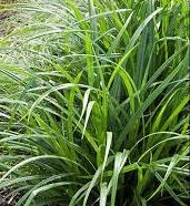 Ornamental Grass Seeds - New Zealand Hair Sedge Fresh Look - The Bamboo Seed