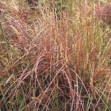 Ornamental Grass Seeds - New Zealand Hair Grass - The Bamboo Seed