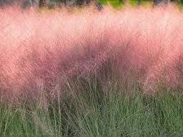 Ornamental Grass Seeds - Pink Muhly Grass Seeds - The Bamboo Seed