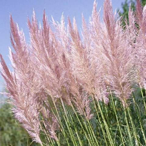 Cortaderia selloana rosea Seeds - Pink Feather Pampas Grass