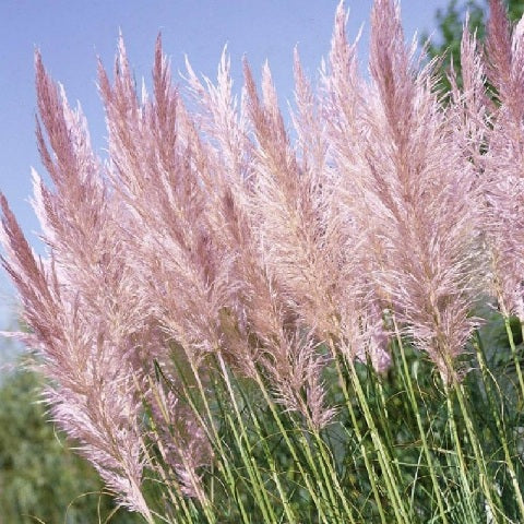 Ornamental Grass Seeds - Pink Pampas Grass - The Bamboo Seed