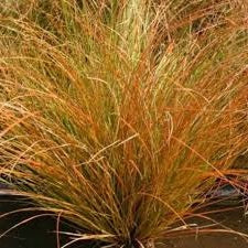 Ornamental Grass Seeds - New Zealand Hair Sedge Prairie Fire - The Bamboo Seed