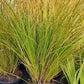 Ornamental Grass Seeds - New Zealand Hair Sedge Prairie Fire - The Bamboo Seed
