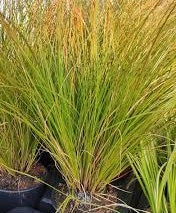 Ornamental Grass Seeds - New Zealand Hair Sedge Prairie Fire - The Bamboo Seed