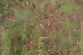 Ornamental Grass Seeds - Purple Lovegrass - The Bamboo Seed