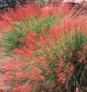 Ornamental Grass Seeds - Ruby Muhly Grass - The Bamboo Seed