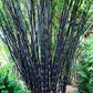 Black Bamboo Seeds - Tropical Black Bamboo Seeds - Gigantochloa atroviolacea bamboo seeds - The Bamboo Seed