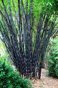 Black Bamboo Seeds - Tropical Black Bamboo Seeds - Gigantochloa atroviolacea bamboo seeds - The Bamboo Seed