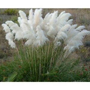 White Pampas Grass Cortaderia Selloana Seeds - The Bamboo Seed